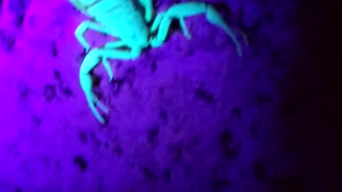 Scorpion hunting