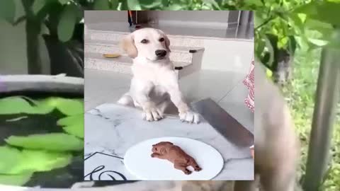 Funniest & Cutest Labrador Puppies