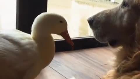 This Dog and Duck have the cutest, Most Surprising Friendship