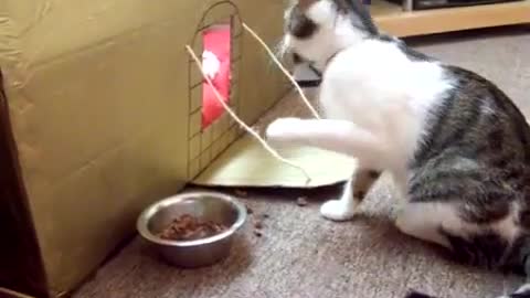 Кот ест, как человек!