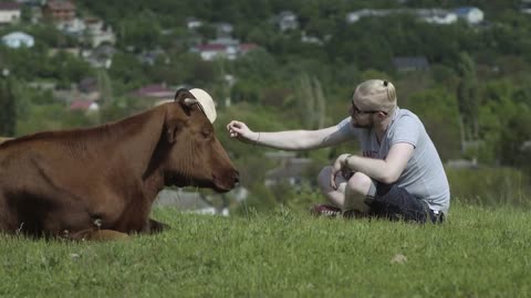 Man Puts A Hat On Cow Head