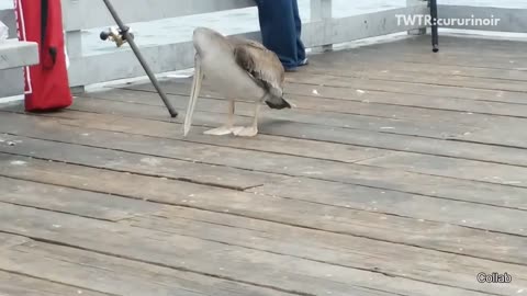 Fishing For Sharks In A Boat That's Too Small