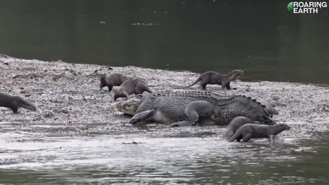 Otters vs. Saltwater Croc