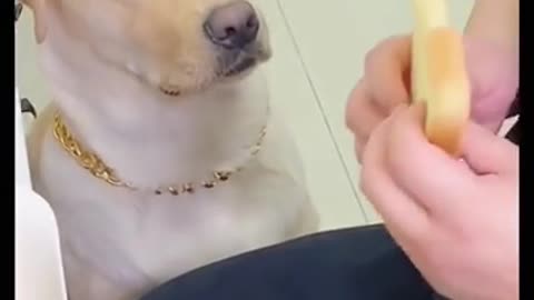 Dog is not eating food