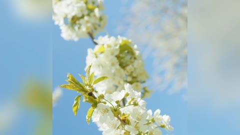 Neutral Flower good morning post