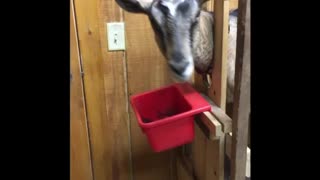 Naughty goat turns off light switch!