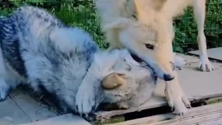 Wolves joking with each other