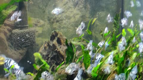 A Pair of Polar Blue Parrot Chiclids Can fill your tank after 2 years | Aquarium Fish