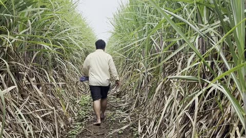 Visiting my sugarcane farm