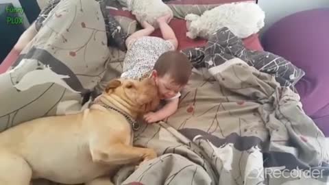 Cute Cats and Dogs Love Babies Compilation