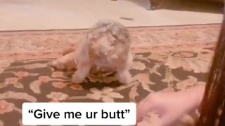 Dog Presents Butt for a Pat