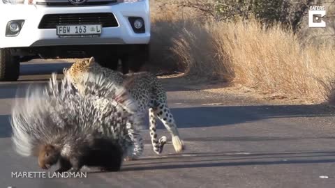 LEOPARD VS PORCUPINE