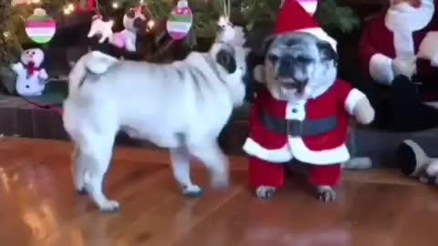 Cute pug in santa costume🎅