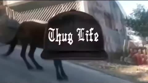 Thug life animals