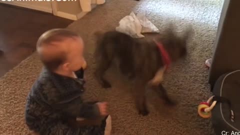 Babies laughing hysterically with puppies