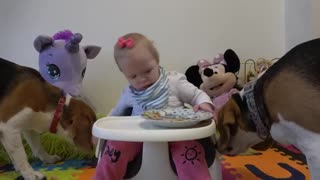 Will beagle dogs steal food from baby