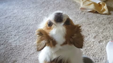 Cute little dog loves to be petted, looking back when the back rub stops
