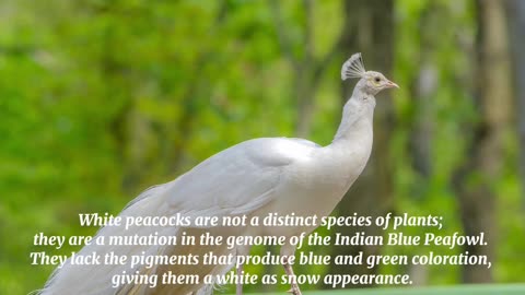 Do you know about the white peacock?