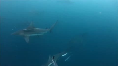 Baited shark dive Aliwal Shoal