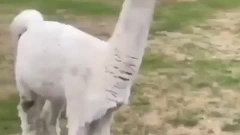 Hilarious Encounter: Lama Playfully Surprises Human!