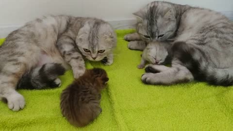 PERFECT CAT DAD CARES FOR KITTENS AND MOTHER CAT / SCOTTISH FOLD KITTENS and SCOTTISH CAT