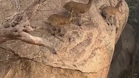 Jackal surrounds deer