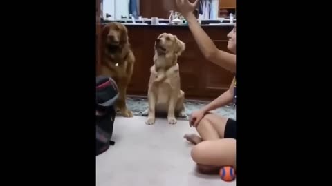 Dog trying to know my magic trick