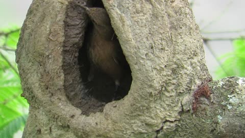 Rufous Hornero making a nest