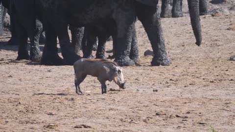 Warthog with an injured leg walks around a herd of elephants at Khaudum National Park, Namibia