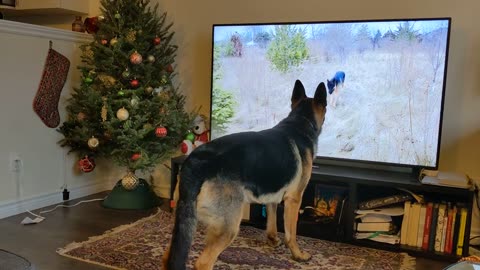 TV for Dogs - German shepherd getting SAD 😢 and CONFUSED watching himself playing outdoors