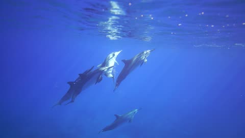 Underwater World - Incredible Colorful Ocean Life