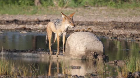 Black backed jackal at a water pool in Central Kalahari Game Reserve, Botswana