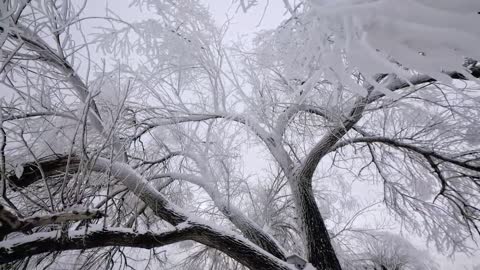 Snow and ice branches romance