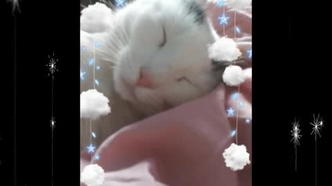 Catafornia Dreaming feat. Smitty Kitty