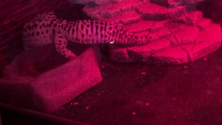 Vinnie The spotted gecko