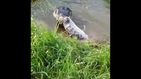 Crocodile eating crocodile
