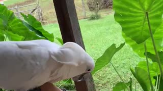 Cockatoo chases flies.