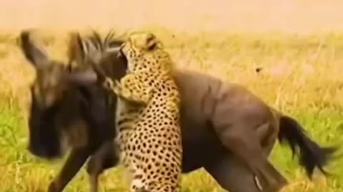 Amazing Animal Fighting