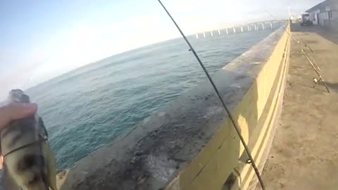 Ocean Beach pier fishing! Sand Bass Fishing 3!