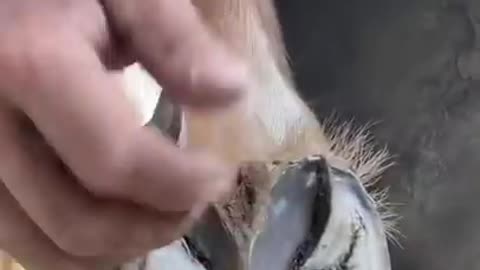 asmr horse hoof cutting