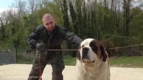 11 the biggest dogs in the world