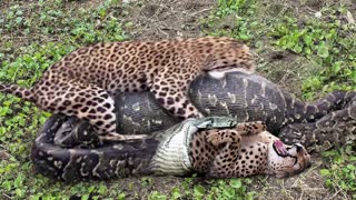 Python Too Aggressive, Leopard Cub Can't Escape of Giant Anaconda, Python vs Lion, Crocodile, Serval