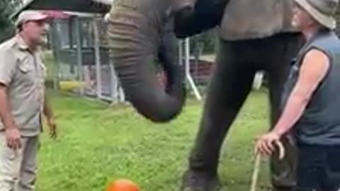 Ever seen an elephant eating?🤭 Check this video out ✌️