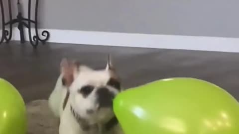 Dog playing with balloon