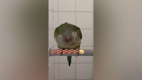 Try Not To Laugh Challenge - BEST FUNNY PARROTS COMPILATION