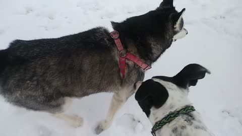 Bach plays with friends in the snow.