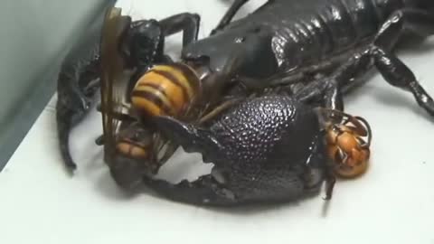 Scorpion VS Asian Giant Hornet Amezing Fight