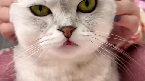 HOW TO CLEAN A CAT´S EARS
