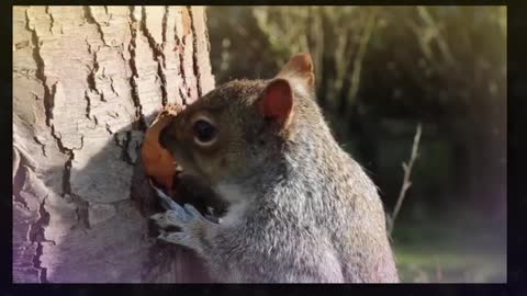 Watch the beautiful squirrel 🐿️♡💕