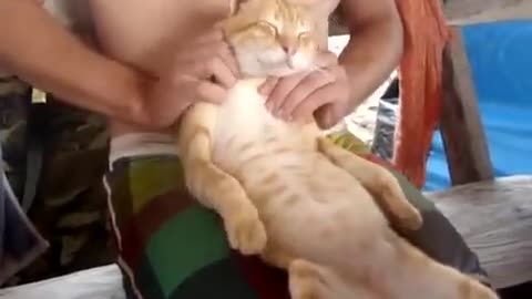 Man Pleases The Cat With Massage